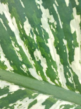 Süs bitkisinin soyut doğal deseni