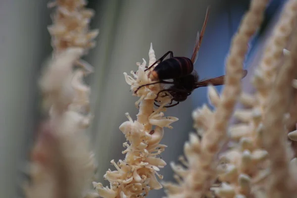 Yabanarıları Hindistan cevizi çiçeklerinden nektar toplarlar.