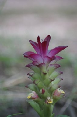 Curcuma zanthorrhiza çiçeği (temulawak, Java ginger, Java ginger, veya Java zencefili olarak da bilinir), kızıl familyasına ait bir bitki türüdür.