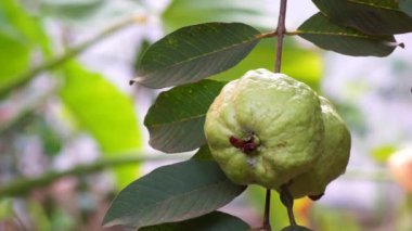 Ağaçtan taze, olgun guava topluyorum.