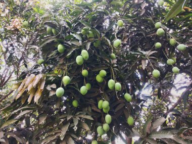 Olgunlaşmamış mangolar ağaçta