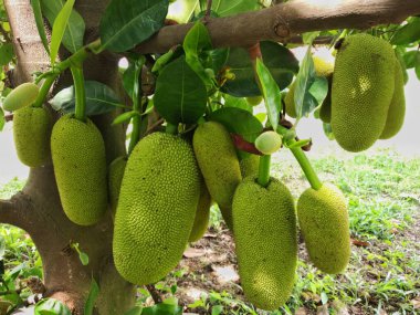 Ağaçta Cempedak meyvesi var. Cempedak (Artocarpus Integer), Güneydoğu Asya 'da yetişen bir meyve türüdür..