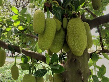 Ağaçta Cempedak meyvesi var. Cempedak (Artocarpus Integer), Güneydoğu Asya 'da yetişen bir meyve türüdür..