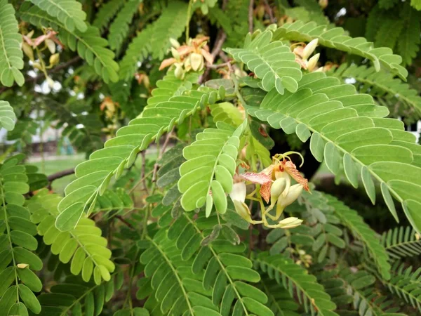 Ağaçta çiçek açan demirhindi çiçeği. Tamarindus indica (Tamarindus indica) Endonezya 'daki birçok önemli yemek baharatından biri olan ekşi meyveye sahiptir.