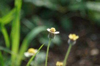 Doğanın yabani çiçeklerin soyut arka planı.