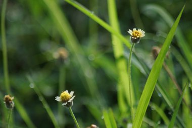 Doğanın yabani çiçeklerin soyut arka planı.