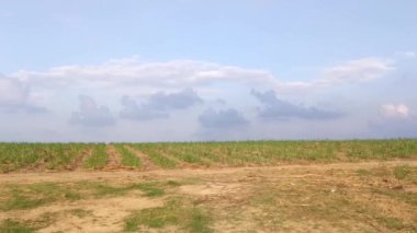 Şeker kamışı tarlası yeni büyümüş şeker kamışı ile