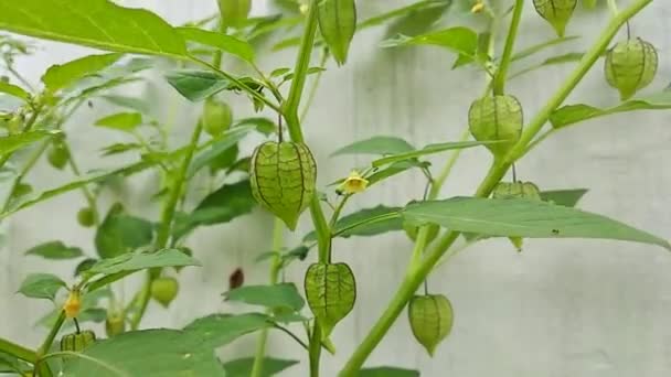 Çimenli Kirazlar Bahçede Ağaçtaki Yenilebilir Yabani Meyveler Aynı Zamanda Ciplukan — Stok video