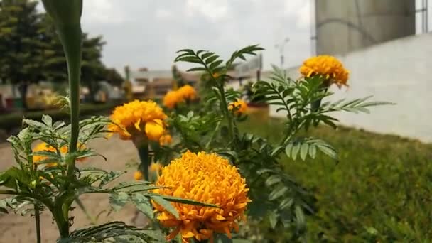 美丽的万寿菊花在花园里 — 图库视频影像