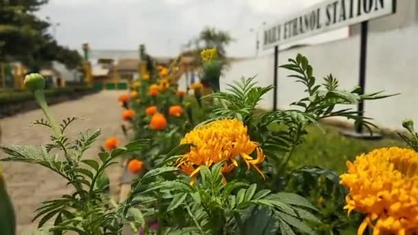 Beautiful Marigold Flower Garden — Stock Video