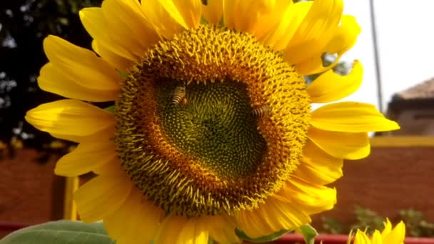 向日葵和蜜蜂在授粉时采集花蜜的特写视频 — 图库视频影像