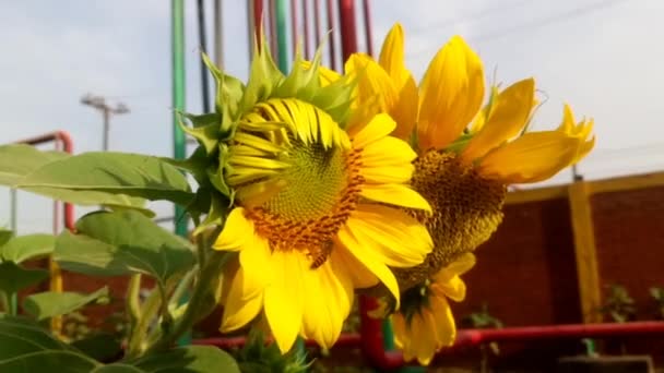 Κοντινό Βίντεο Ηλιοτρόπιο Και Μέλισσα Συλλέγουν Νέκταρ Ενώ Επικονιάζουν Λουλούδι — Αρχείο Βίντεο