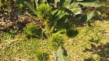 Olgunlaşmamış Rambutan ağaçta