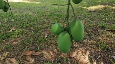 Mango ağacı üzerinde