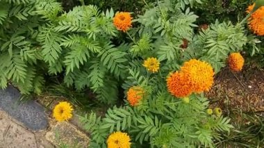 Güzel kadife çiçeği Çiçek bahçesinde