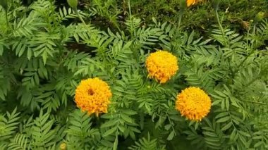 Güzel kadife çiçeği Çiçek bahçesinde