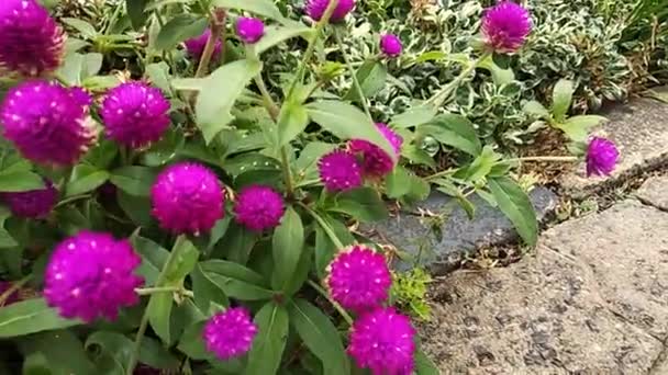 Piękny Kwiat Amaranth Globu Ogrodzie — Wideo stockowe