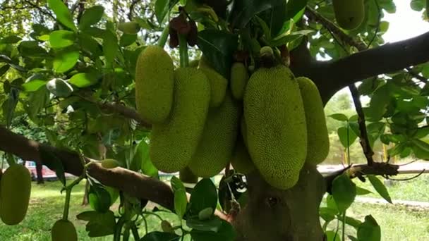 Begraafplaats Fruit Boom Cempedak Artocarpus Integer Een Vrucht Afkomstig Uit — Stockvideo
