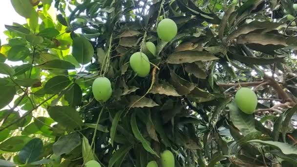 木の上のマンゴー 有機農業について — ストック動画