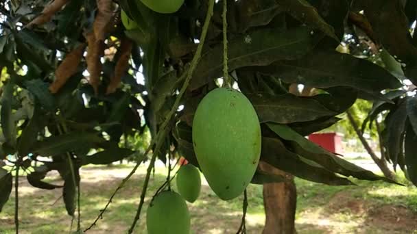 木の上のマンゴー 有機農業について — ストック動画