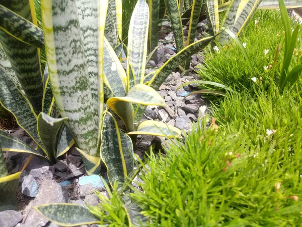 Snake Plant (Dracaena Trifasciata) and other decorative plants in a small garden with gravel covering the soil