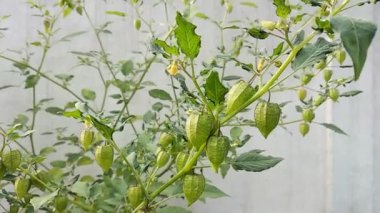 Çimenli kirazlar, bahçedeki ağaçlardaki yenilebilir yabani meyveler. Yer kirazı, ayrıca ciplukan, Physalis Peruviana ve İnka çileği olarak da bilinir.