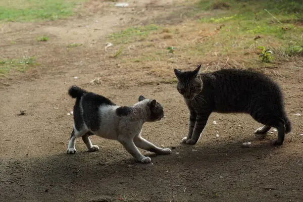two stray cats fight for territory
