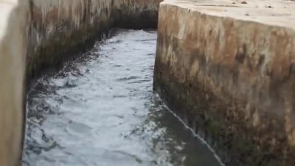 Irrigatiewaterstroom Beplantings Rijstveldirrigatiefaciliteiten — Stockvideo