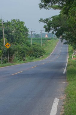 Hindistan cevizi ağacı filizleri haşere saldırıları yüzünden ölüyor.