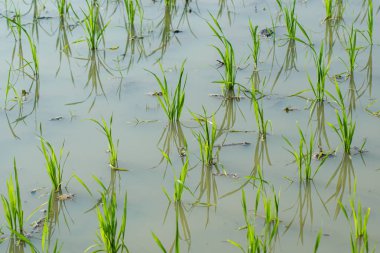 Pirinç tarlalarına yeni ekilmiş pirinç tohumları