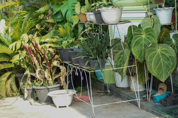 Evin önüne yerleştirilmemiş süs bitkileri.