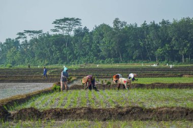  Çiftçiler sabah pirinç tarlalarında çalışırken kırsal manzara