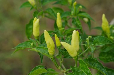 Ağaçta taze kırmızı biber resmi var.