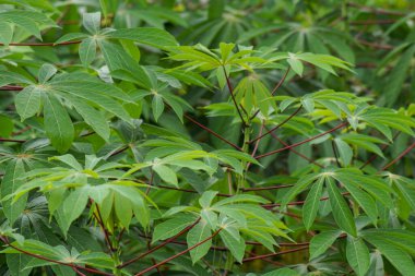 Tapyoka hammaddesi için manyok ekili tarla