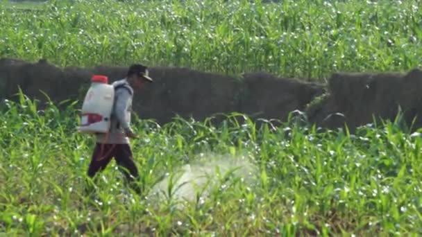 Lampung Timur Indonésie Ledna 2024 Farmář Pracuje Poli Rozstřikuje Insekticid — Stock video
