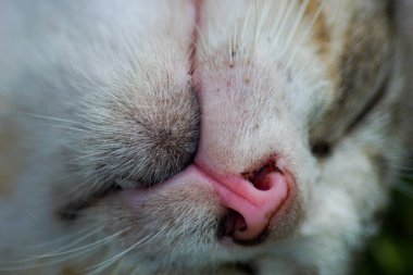 Uyuyan kedi yüzünün yakın görüntüsü. kırpılmış görünüm, seçici odak