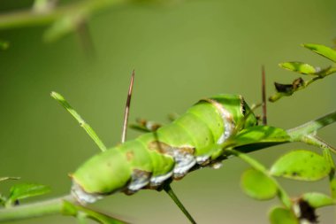 Bitkilere saldıran, yapraklarını yiyen tırtıllar. Ta ki bir krizalite dönüşüp kelebek olarak uçana kadar.