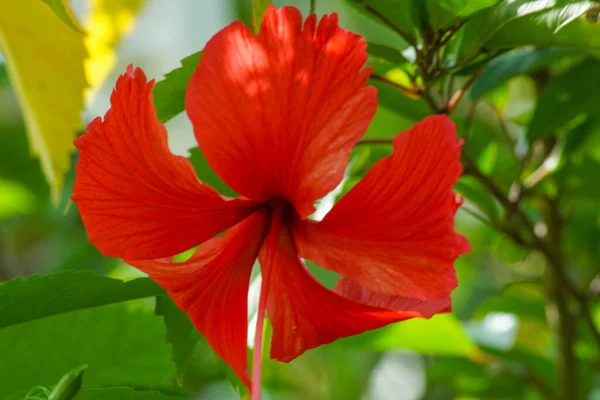 Bahçede Hibiscus çiçeği