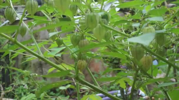 Grondkersen Plukken Die Tuin Groeien Tuinkers Eetbaar Wild Fruit Bomen — Stockvideo