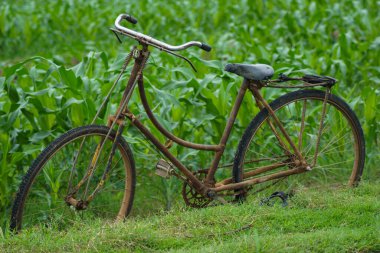 Mısır tarlasının kenarına park edilmiş eski bir bisiklet.
