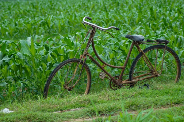 Mısır tarlasının kenarına park edilmiş eski bir bisiklet.