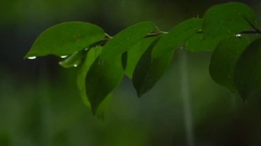 Ormandaki ağaç yapraklarına düşen şiddetli yağmurun yakın çekim görüntüsü..