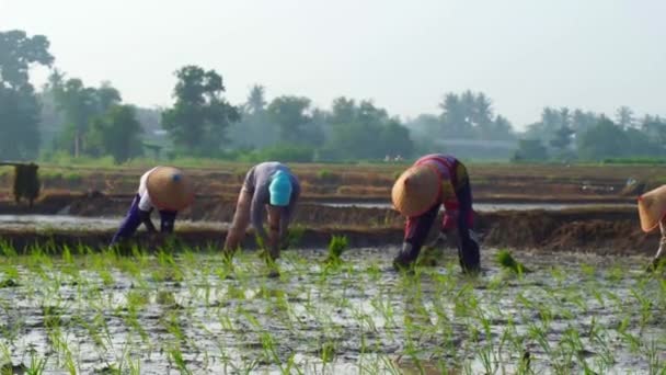 印度尼西亚Lampung Timur 2024年1月18日 印度尼西亚农民在稻田种植水稻种子 — 图库视频影像