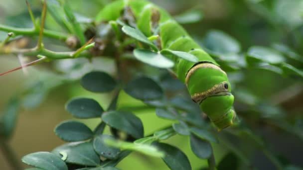 Close Video Green Caterpillar Tree Garden — Stock Video