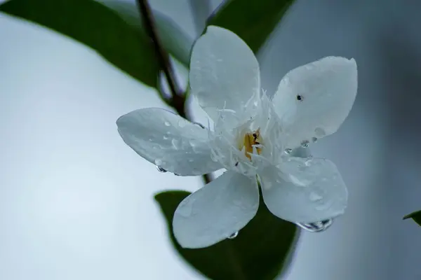 Close-up view of White gardenia flowers or Wrigthia antidysenterica, blooming in the rainy morning