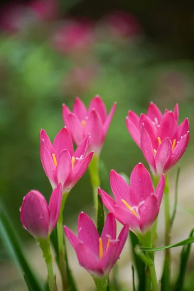 Bahçedeki pembe çiçeğin yakın görüntüsü, Zephyranthes grandiflora Lindl