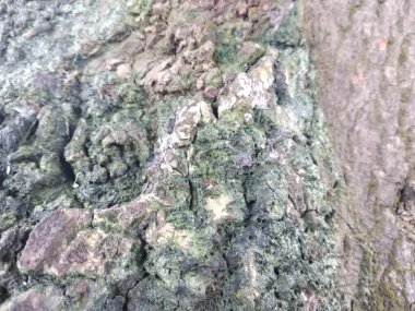 Sapote ağaç kabuğunun yakın plan görüntüsü