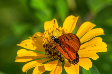 Sarı bir zinya çiçeğinin üzerindeki bir kelebek.
