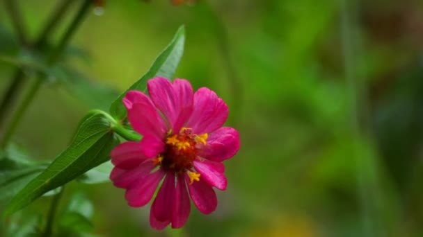 Розовый Цветок Зиннии Дождливый День — стоковое видео