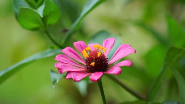 Bahçede Pembe Zinnia Çiçeği — Stok video